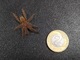 Zdjęcie oferty: Pterinochilus murinus usambara L3/L4 pająk/ptasznik