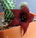 Zdjęcie oferty: Kaktusy! - Huernia aspera x Huernia pillansii !!!