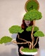 Zdjęcie oferty: Duże Drzewko Bonsai.Mech Chrobotek.Dekoracje Wnętrz. Prezent 