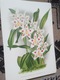 Zdjęcie oferty: Storczyki - Orchidee  reprint XIX w. grafik do aranżacji wnętrza