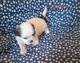 Zdjęcie oferty: Szczeniaki Shih tzu