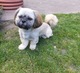 Zdjęcie oferty: Piesek rasy Shih tzu z rodowodem 