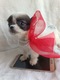 Zdjęcie oferty: Chihuahua  xxs piesek chłopiec samiec dlugowlosy