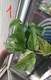 Zdjęcie oferty: Epipremnum Marble Queen sadzonki 