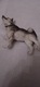 Zdjęcie oferty: FIGURKA PSA HUSKY LEONARDO COLLECTION LESSER &PAVEY 
