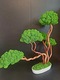 Zdjęcie oferty: Duże Drzewko Bonsai.Mech Chrobotek.Dekoracje Wnętrz. Prezent 