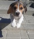 Zdjęcie oferty: Beagle Szczenięta 8 miesiecy FCI ZKwP 