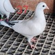 Zdjęcie oferty: Młode gołębie do lotu. 50 % Jos Thone 