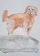 Zdjęcie oferty: Akwarela A5 "Golden Retriver" malowana ręcznie, pies, rasa, rudy