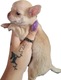 Zdjęcie oferty: Piesek Chihuahua. Krótkowłosy biszkoptowy. Roni