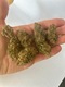 Zdjęcie oferty: LEMON HAZE 20G CBD Susz Konopny CBDA PREMIUM Full Spectrum Naturalny Weed