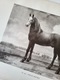 Zdjęcie oferty: Obraz rysunek postać konia w ramce (grafika Nr. 290 Paulus Potter)