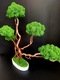 Zdjęcie oferty: Duże Drzewko Bonsai.Mech Chrobotek.Dekoracje Wnętrz. Prezent 