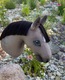 Zdjęcie oferty: Hobby Horse z ogłowiem Hackamore i kijem A4/A3 