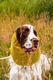 Zdjęcie oferty: SNOOD siatkowy Hug me  Cocker Springer Spaniel żółty czapka