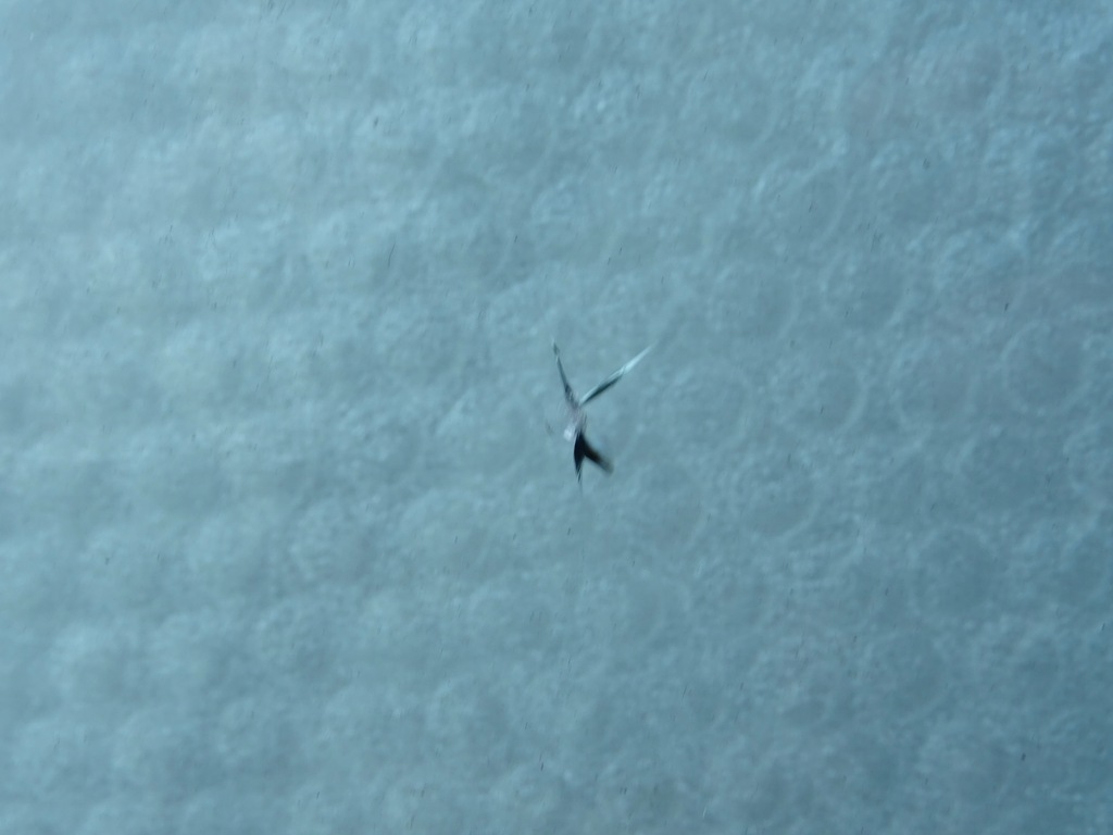 фото №4, Mercedes e-klasa w213 стекло передняя камера 2018