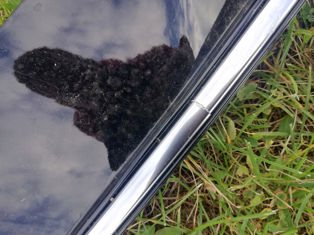 Ford focus mk4 рамка решётка противотуманной фары левая vignale Доставка