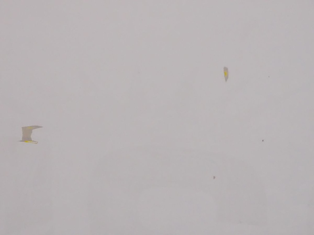 фото №6, Iveco eurocargo ii 02-08 двері ліва голий