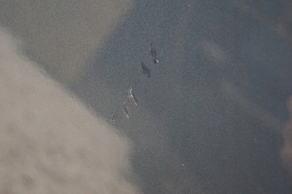 фото №11, Дверь правый перед audi a4 b8 lz7h