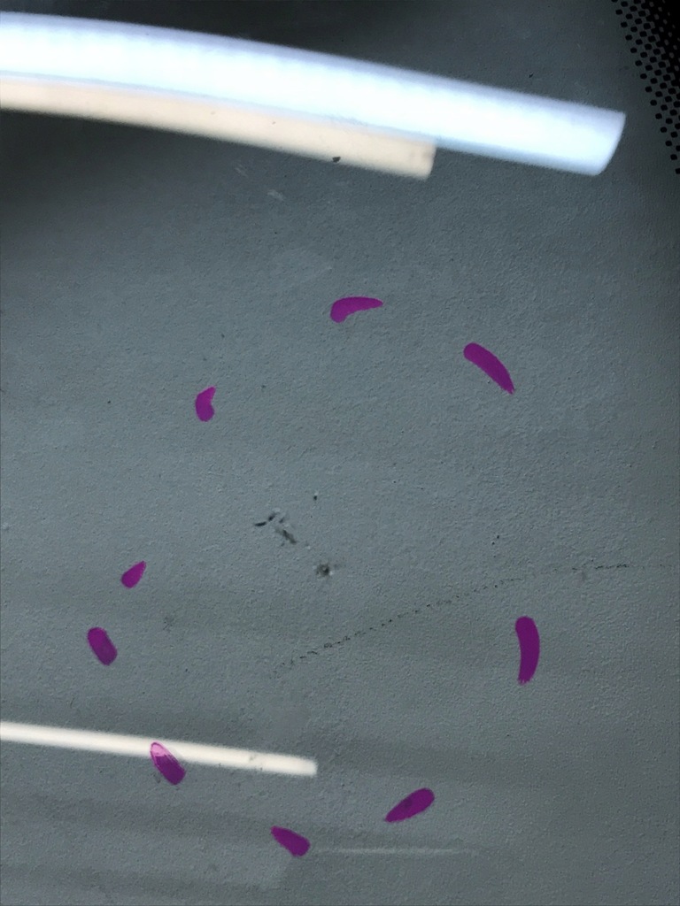 фото №7, Скло передня лобове bentley azure