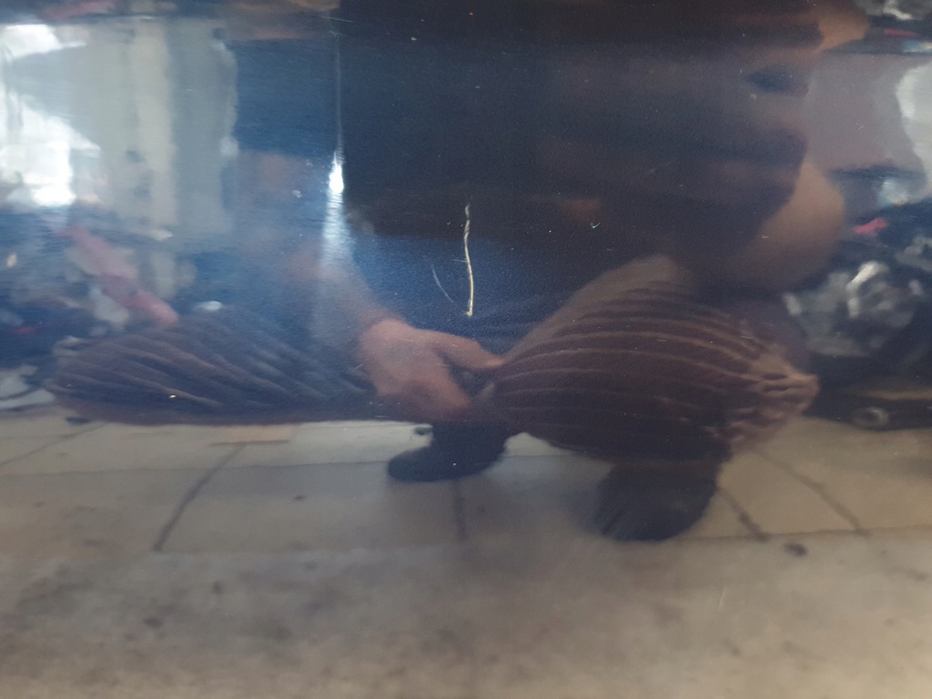 фото №10, Bmw 1 f20 двері правий праве перед передні