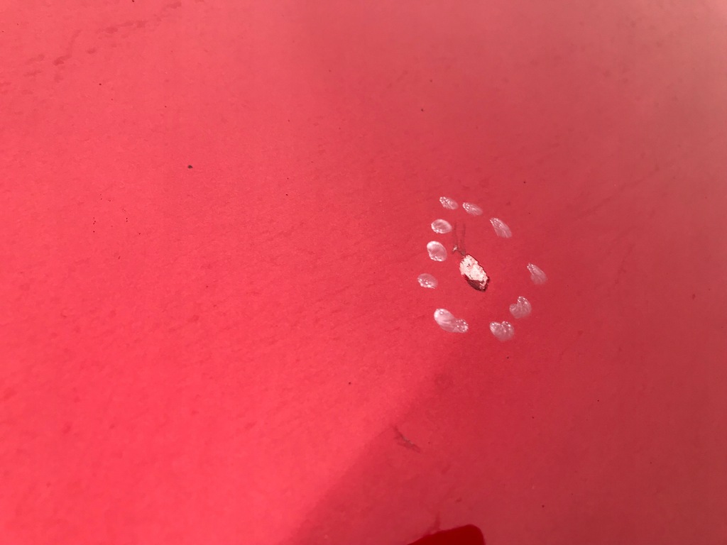 фото №9, Mazda cx-5 11-17 двері правий перед передні 41v