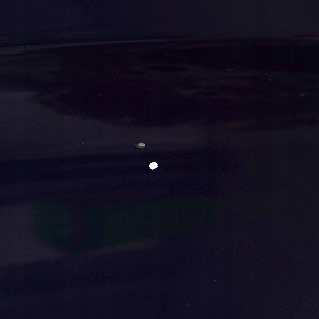 фото №14, Peugeot 207 капот двигателя montebello blue - kpl