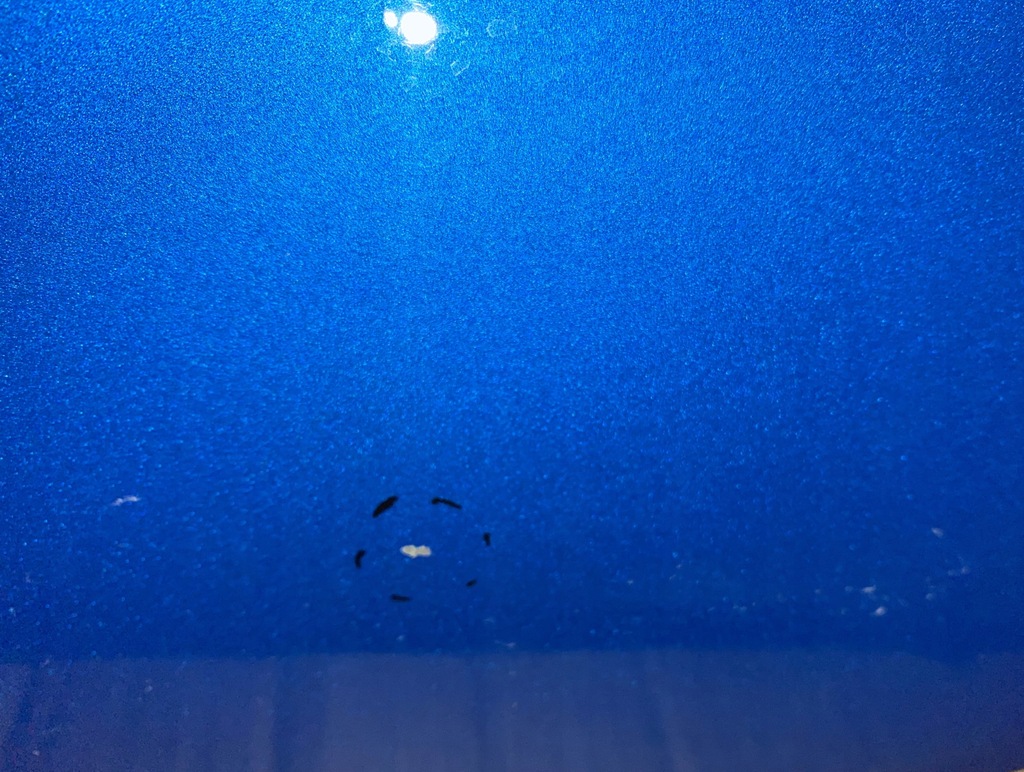 фото №9, Дверь левый задняя ford maverick 2022+ usa