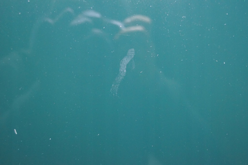 фото №11, Капот кришка двигуна jaguar s-type hgd