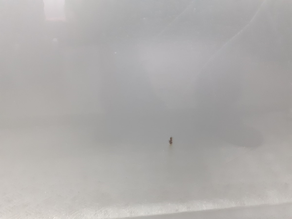 фото №8, Дверь левый перед nissan almera tino qg18