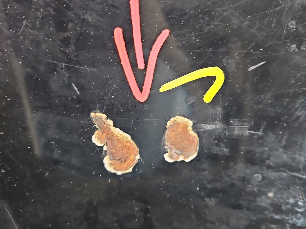 фото №6, Капот передняя ford maverick ii 01-07 чёрный