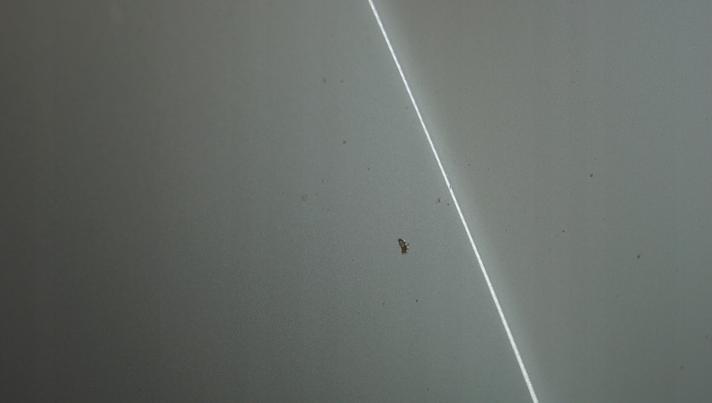 фото №11, Капот крышка двигателя lexus is ii is220 is250