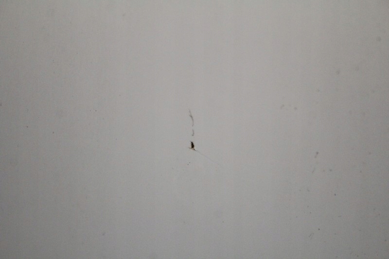 фото №5, Дверь правое перед передние 850/0 mini cooper one r56 06-10