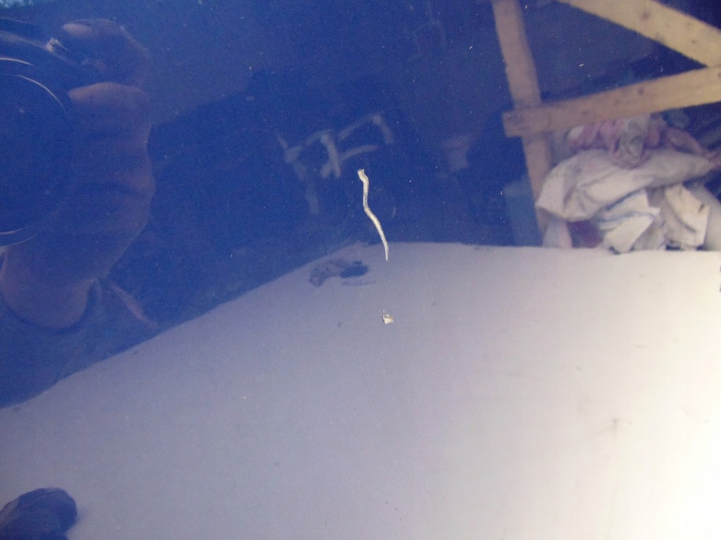 фото №11, Капот крышка двигателя audi a4 b6 8h cabrio lz5g