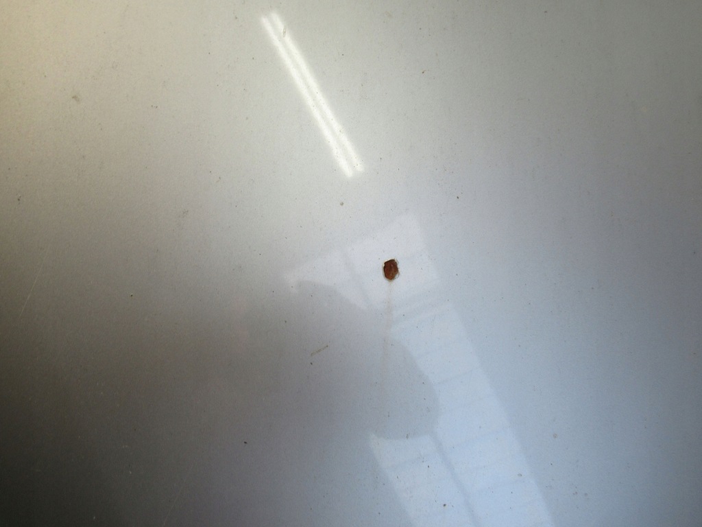 фото №5, Audi a3 8p малий решітка радіатора капот ly7w