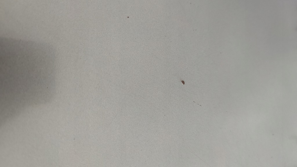 фото №3, Капот renault megane ii nv603