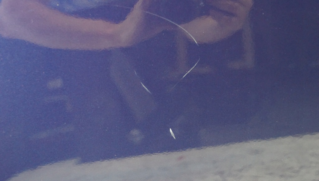 фото №12, Двері лівий перед suzuki swift mk6 5d