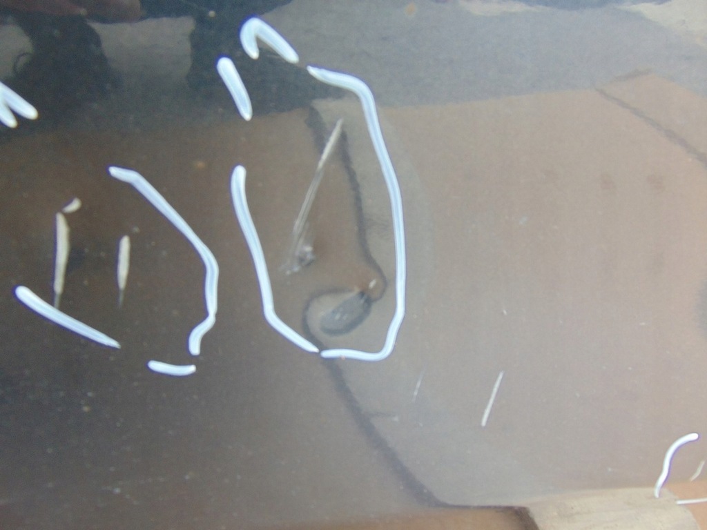 фото №11, Дверь правый задняя mazda 5 ii cw 2011-