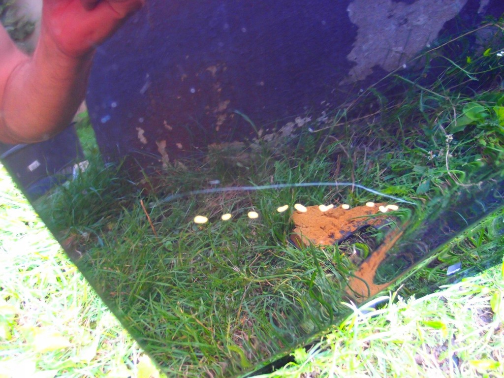 фото №10, Двері лівий перед kod: pae hyundai kona