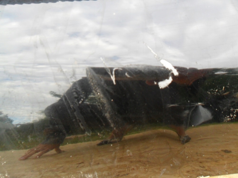 фото №10, Nissan x-trail t30 2004- lift капот