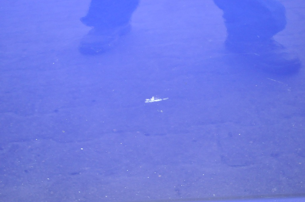 фото №6, Ford grand c-max ii двері лівий перед ліва передні