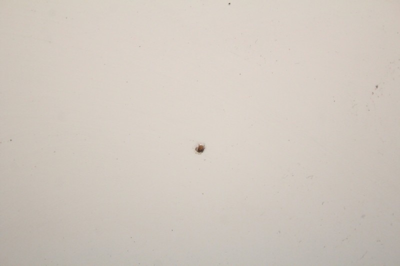 фото №8, Дверь правое перед передние 850/0 mini cooper one r56 06-10