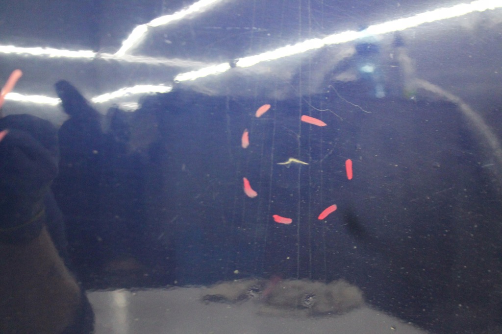 фото №7, Дверь правый перед передние seat exeo sedan kol. lw5u 08-13