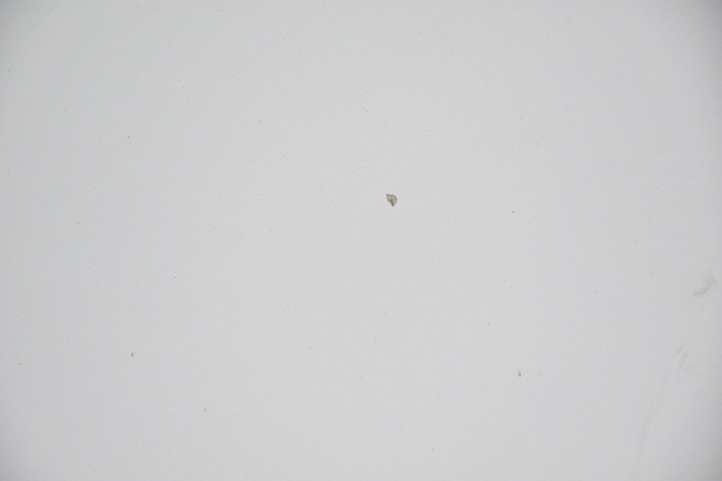 фото №7, Капот кришка двигуна audi a6 c6