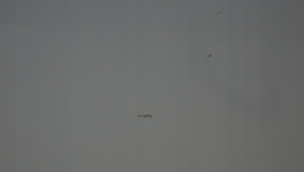 фото №8, Дверь правый перед seat leon ii lift