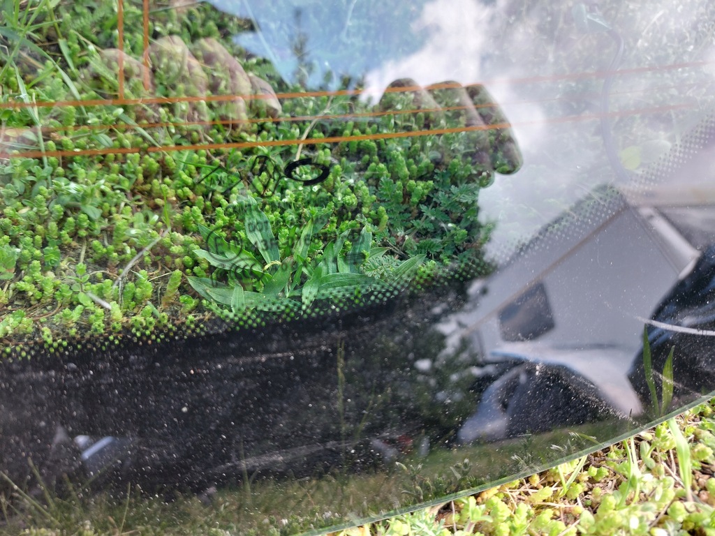 фото №9, Скло задня w кришка renault arkana