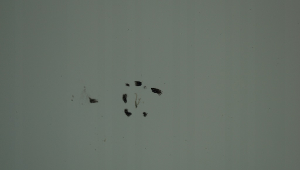 фото №10, Крыло правый перед kia picanto i lift ud