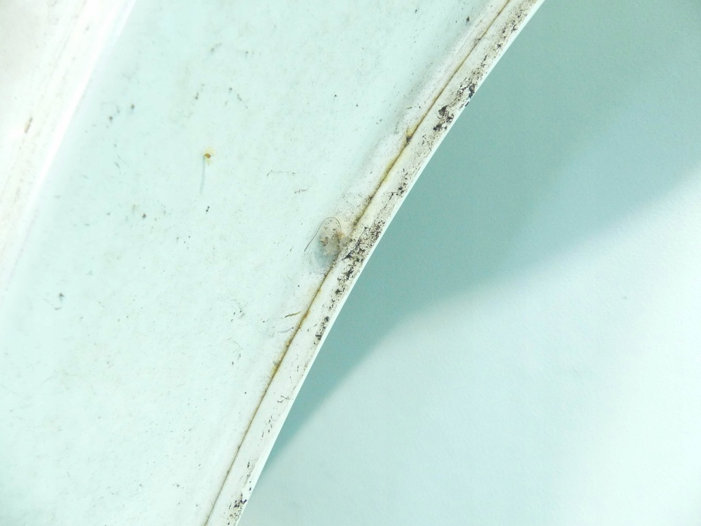 фото №12, Дверь перед левая ford transit 00-06 белый