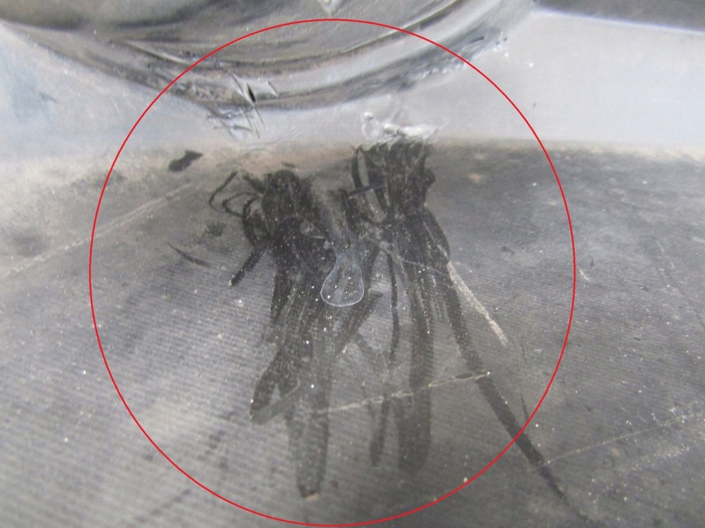 фото №15, Бампер перед передний suzuki sx4 lift 09-14