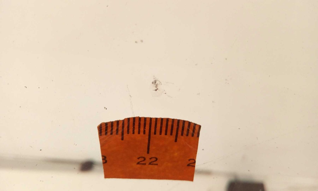 фото №6, Стекло лобовое vw polo vi 2017 акустическая